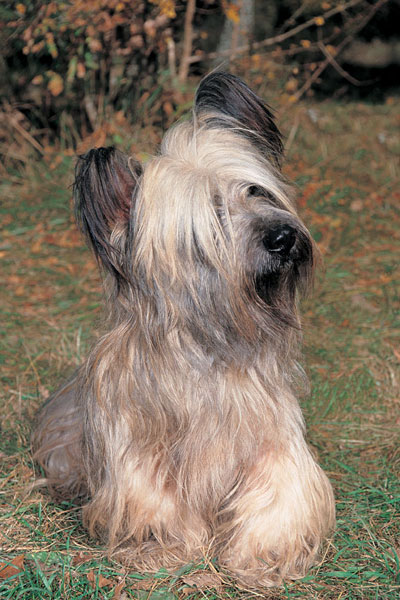 Skye Terrier