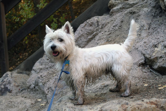 West Highland White Terrier (Westie)