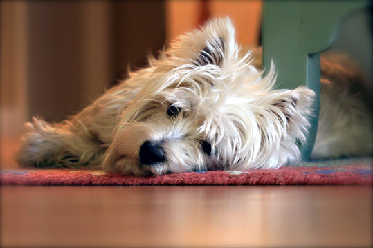 West Highland White Terrier (Westie)