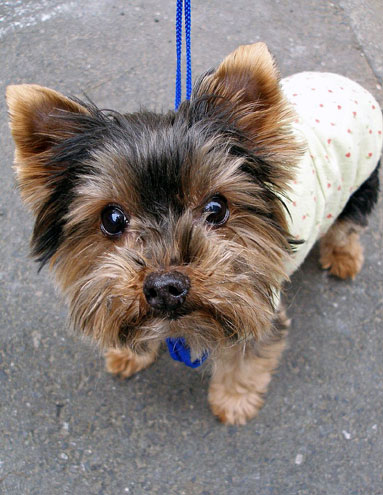 Yorkshire Terrier