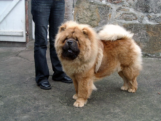 Chow Chow
