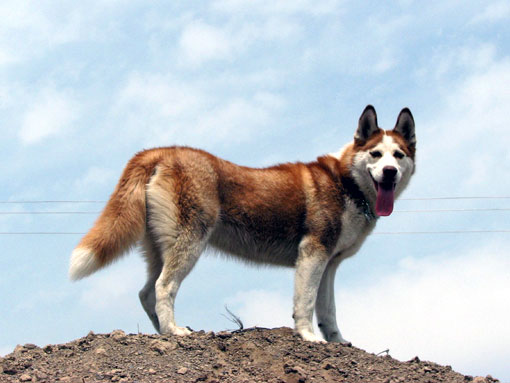 Husky de Sib&eacute;rie