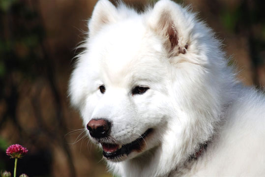 Samoyede