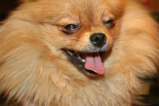 Groupe 5 Chiens De Type Spitz Et De Type Primitif