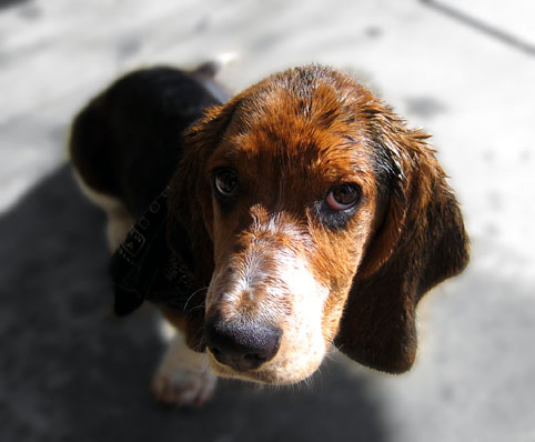 Groupe 6 Chiens Courants, Chiens De Recherche Au Sang Et Races Apparentees