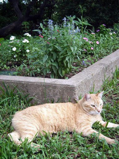 Manx (Chat de l'&icirc;le de Man)