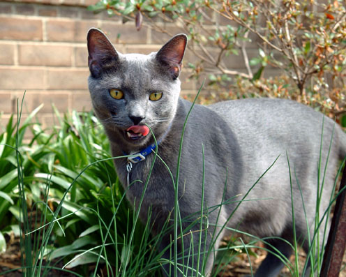 Russe (ou Chat de Malte)