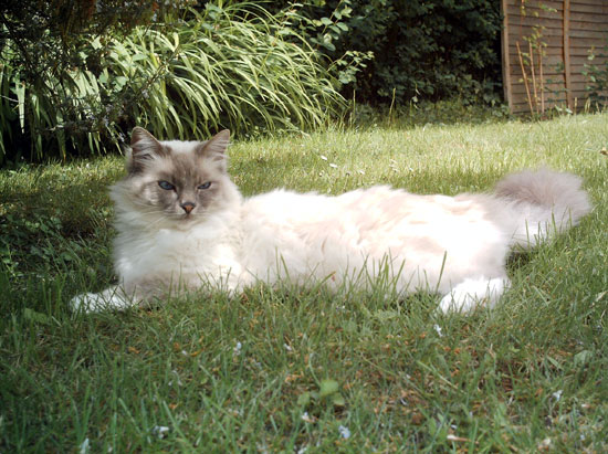 Sacr&eacute; de Birmanie