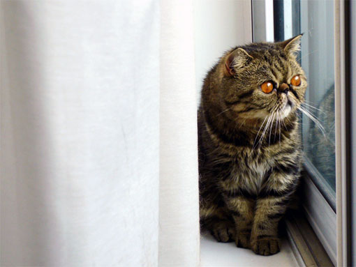 Exotic Shorthair