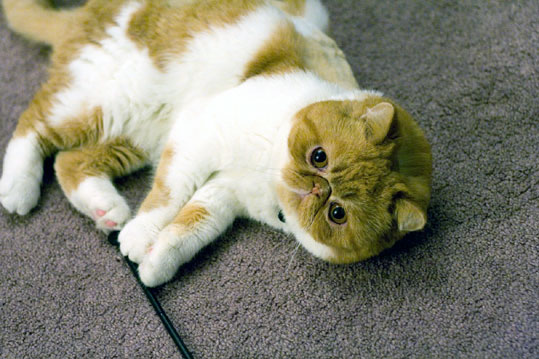 Exotic Shorthair