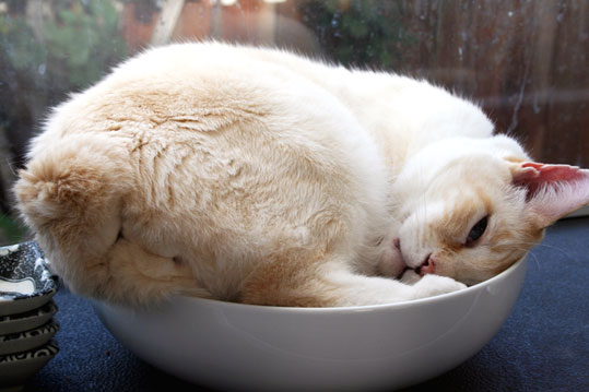 Manx (ou Chat de l'&icirc;le de Man)