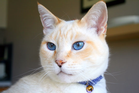 Manx (ou Chat de l'&icirc;le de Man)