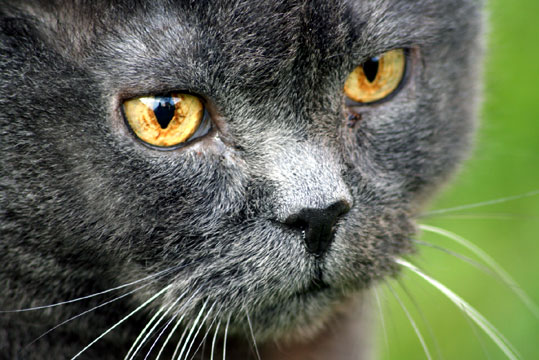 Chartreux