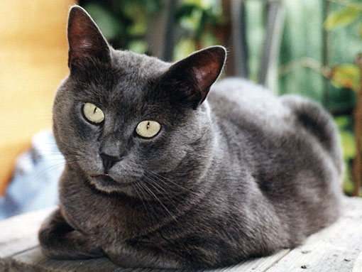 Chartreux