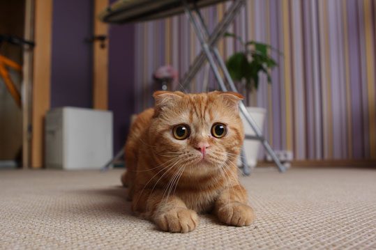 Scottish Fold