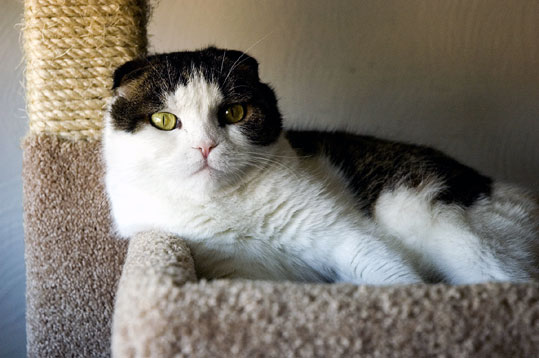Scottish Fold
