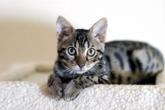 Bengal (chaton)