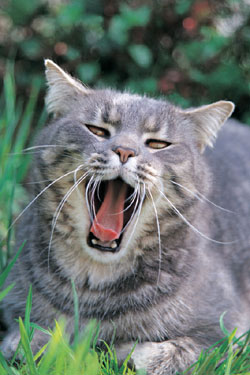 Silver mackerel tabby (tabby tigr&eacute; argent)