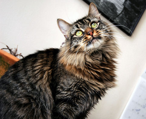 Chat Des Forets Norvegiennes