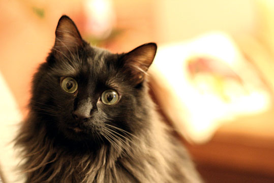 Chat des For&ecirc;ts Norv&eacute;giennes