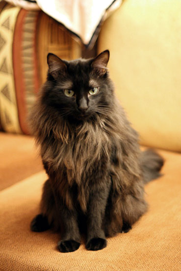 Chat des For&ecirc;ts Norv&eacute;giennes