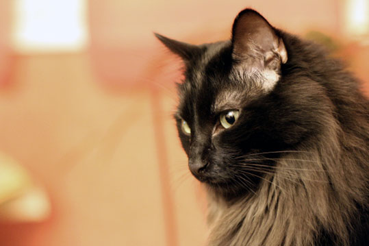 Chat des For&ecirc;ts Norv&eacute;giennes