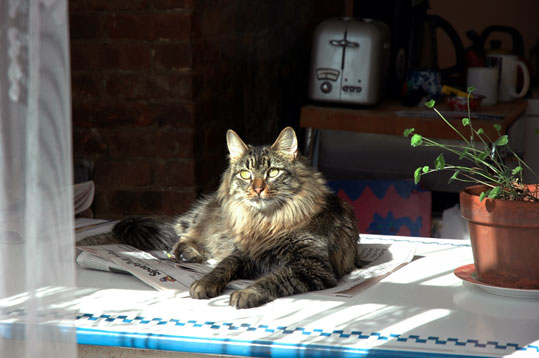 Chat des For&ecirc;ts Norv&eacute;giennes