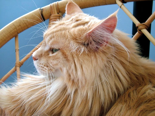 Maine Coon