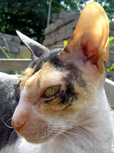 Cornish Rex