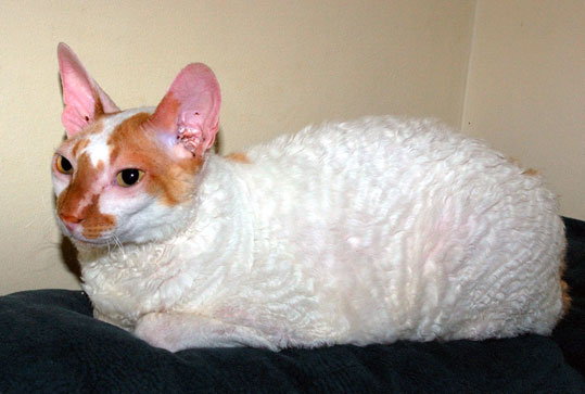 Cornish Rex