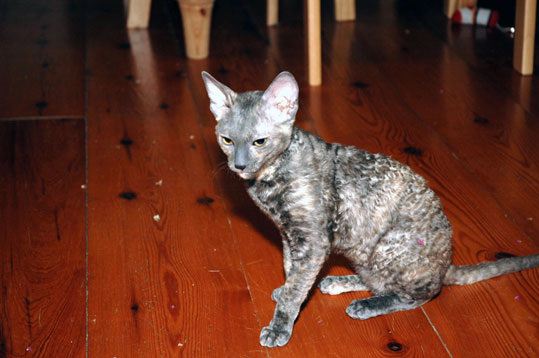 Cornish Rex