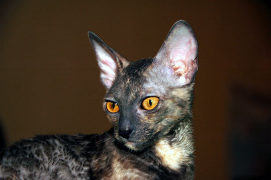 Cornish Rex