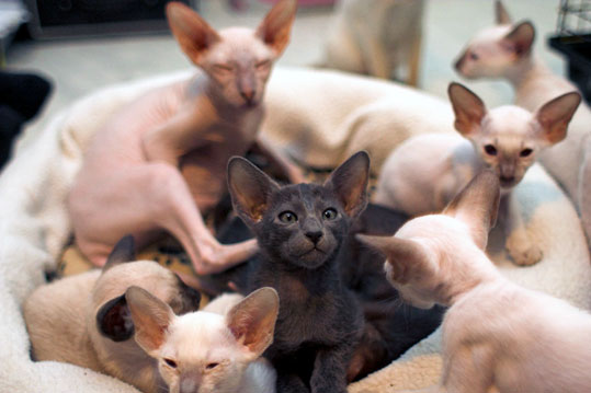 Oriental Shorthair