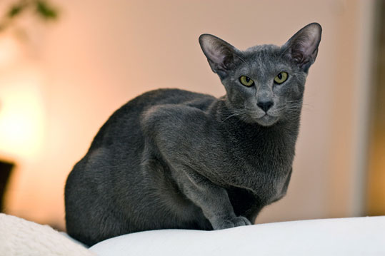 Oriental Shorthair