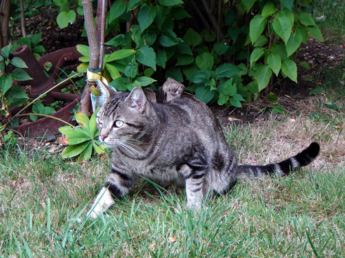 Mouchet&eacute; brun