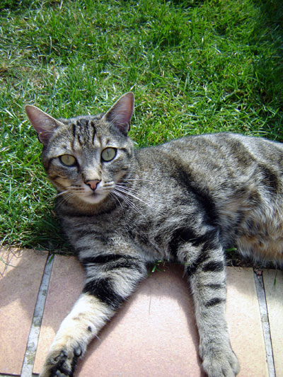 Mouchet&eacute; brun