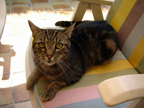 Mouchet&eacute; brun