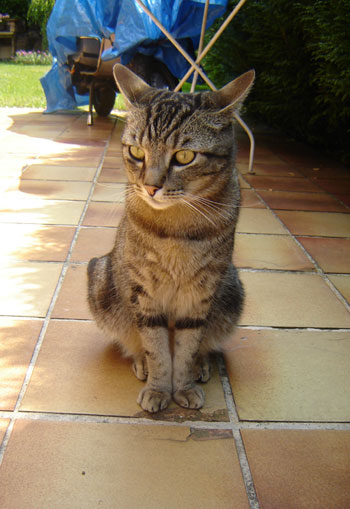 Mouchet&eacute; brun