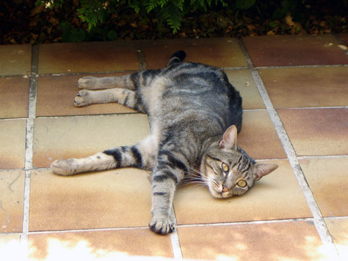 Mouchet&eacute; brun