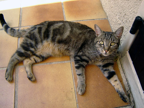 Mouchet&eacute; brun