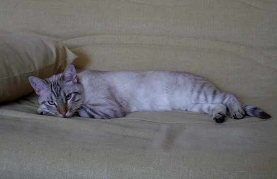 Tabby Raye Bleu Et Blanc