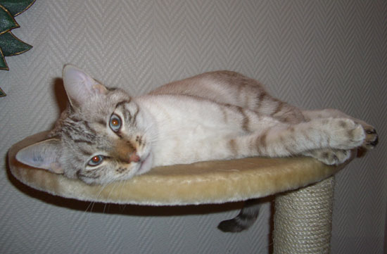 Tabby ray&eacute; bleu et blanc