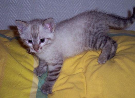 Tabby ray&eacute; bleu et blanc