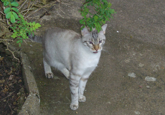 Tabby ray&eacute; bleu et blanc