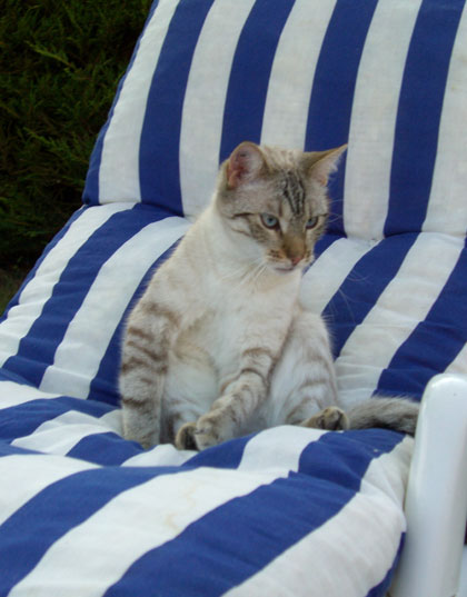 Tabby ray&eacute; bleu et blanc