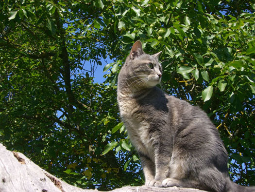 Tabby tigr&eacute; bleu et blanc