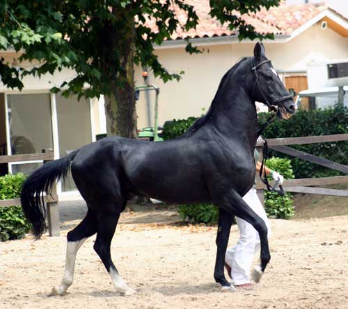 AKHAL TEKE10