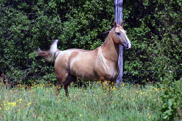 AKHAL TEKE11