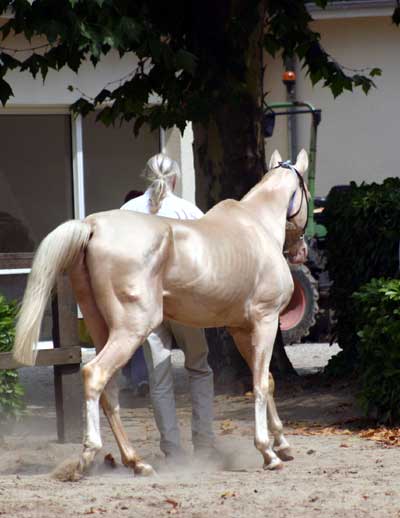 AKHAL TEKE13