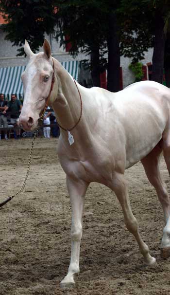 AKHAL-TEKE